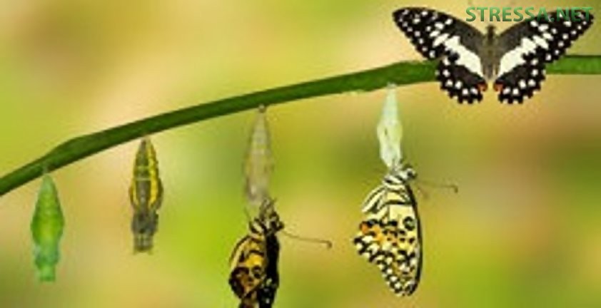 Инфобизнесмену необходимо пройти три этапа в своем развитии Инфобизнесмену необходимо пройти три этапа в своем развитии